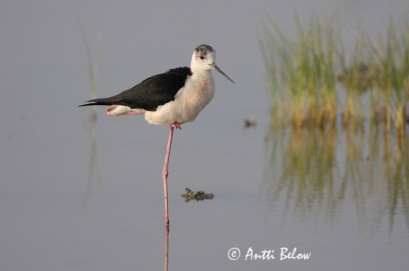 Avainsanat: Cames llargues Stylteløber Steltkluut Black-winged Stilt Pitkäjalka Echasse blanche Stelzenläufer Gólyatöcs Háleggur Cavaliere d'Italia Stylteløper Perna-longa Himantopus himantopus Cigüeñuela Común Styltlöpare