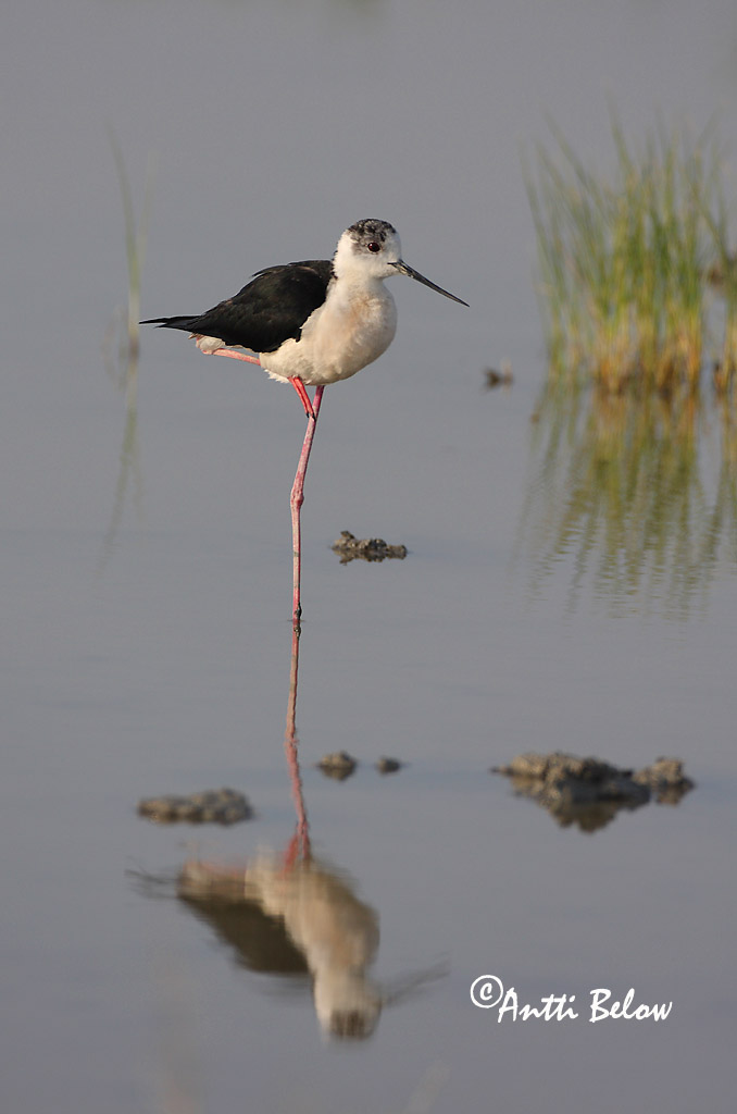 Avainsanat: Cames llargues Stylteløber Steltkluut Black-winged Stilt Pitkäjalka Echasse blanche Stelzenläufer Gólyatöcs Háleggur Cavaliere d'Italia Stylteløper Perna-longa Himantopus himantopus Cigüeñuela Común Styltlöpare