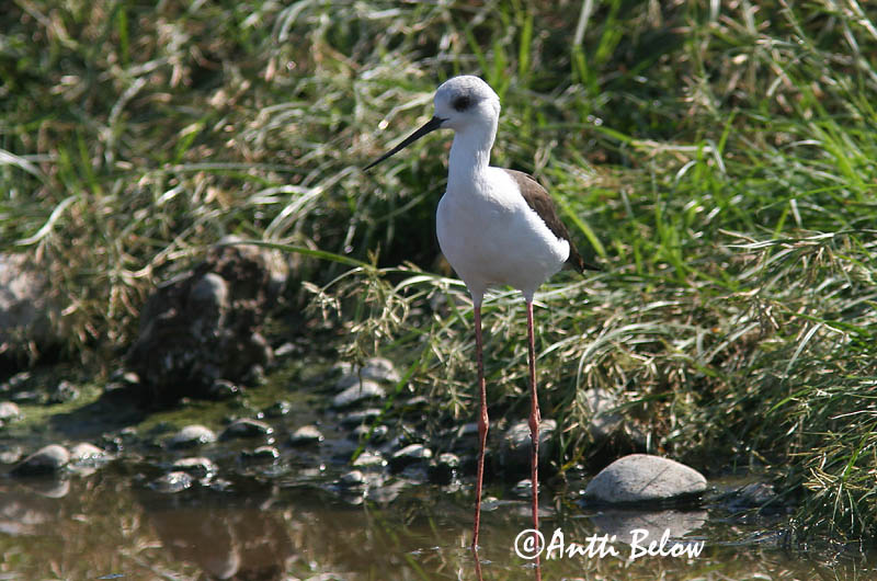 Avainsanat: Cames llargues Stylteløber Steltkluut Black-winged Stilt Pitkäjalka Echasse blanche Stelzenläufer Gólyatöcs Háleggur Cavaliere d'Italia Stylteløper Perna-longa Himantopus himantopus Cigüeñuela Común Styltlöpare