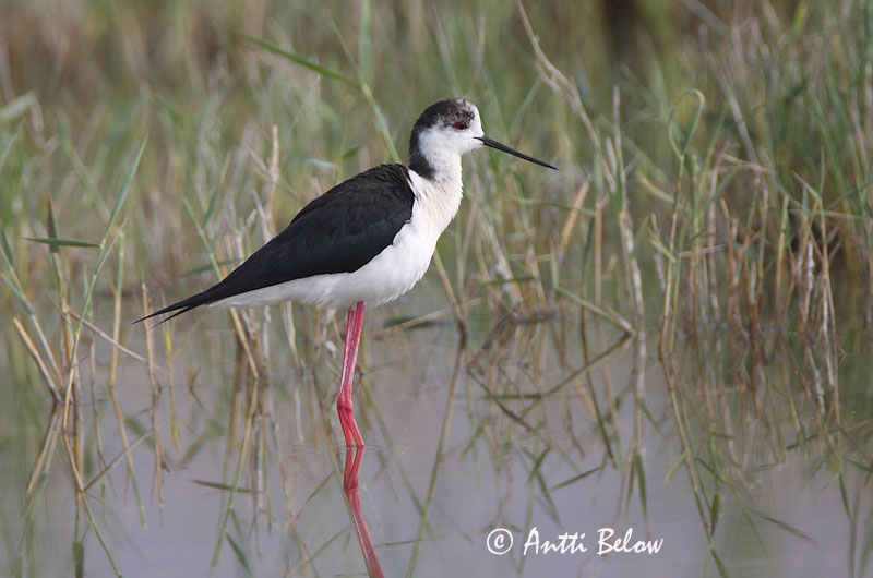 Avainsanat: Cames llargues Stylteløber Steltkluut Black-winged Stilt Pitkäjalka Echasse blanche Stelzenläufer Gólyatöcs Háleggur Cavaliere d'Italia Stylteløper Perna-longa Himantopus himantopus Cigüeñuela Común Styltlöpare