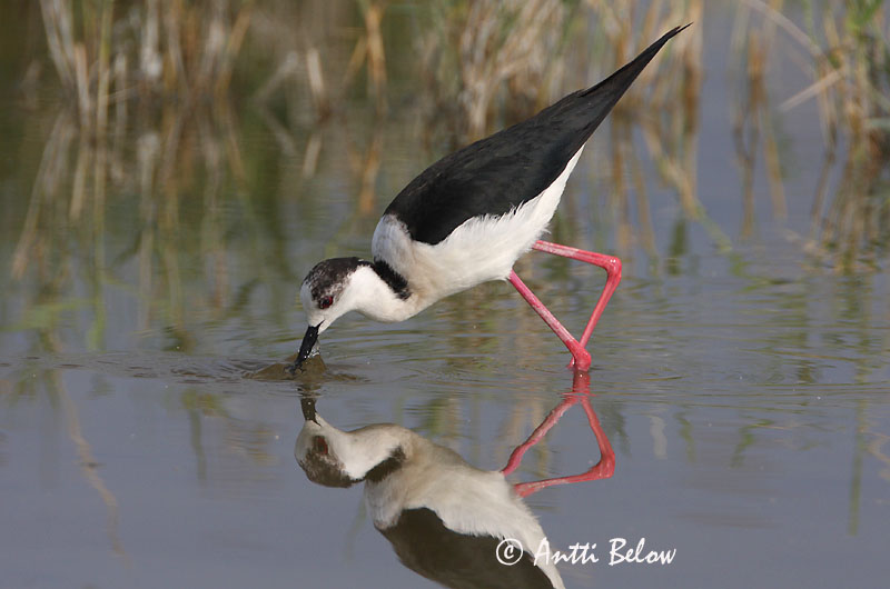 Avainsanat: Cames llargues Stylteløber Steltkluut Black-winged Stilt Pitkäjalka Echasse blanche Stelzenläufer Gólyatöcs Háleggur Cavaliere d'Italia Stylteløper Perna-longa Himantopus himantopus Cigüeñuela Común Styltlöpare