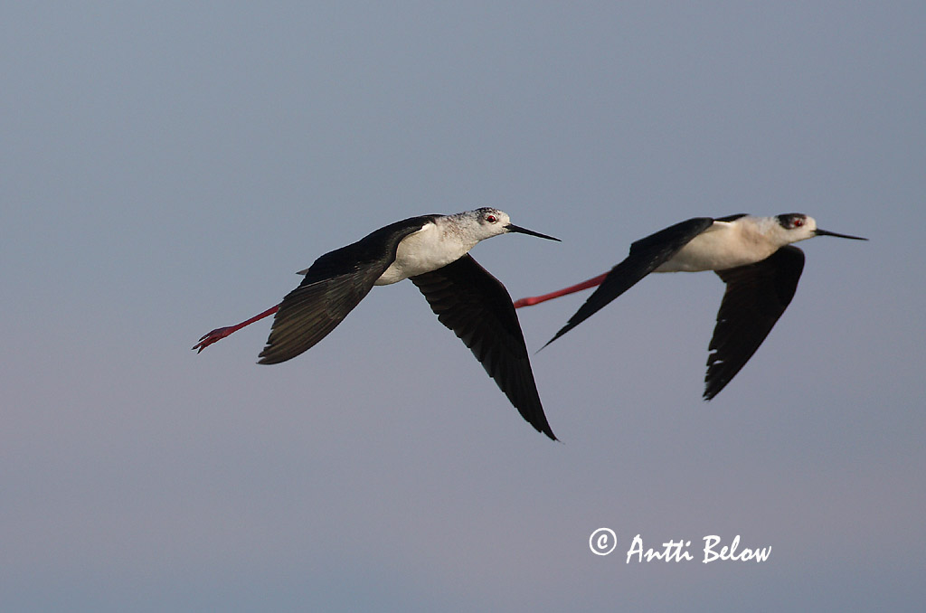 Avainsanat: Cames llargues Stylteløber Steltkluut Black-winged Stilt Pitkäjalka Echasse blanche Stelzenläufer Gólyatöcs Háleggur Cavaliere d'Italia Stylteløper Perna-longa Himantopus himantopus Cigüeñuela Común Styltlöpare
