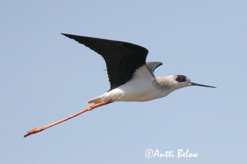 Avainsanat: Cames llargues Stylteløber Steltkluut Black-winged Stilt Pitkäjalka Echasse blanche Stelzenläufer Gólyatöcs Háleggur Cavaliere d'Italia Stylteløper Perna-longa Himantopus himantopus Cigüeñuela Común Styltlöpare