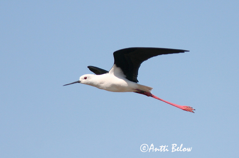 Avainsanat: Cames llargues Stylteløber Steltkluut Black-winged Stilt Pitkäjalka Echasse blanche Stelzenläufer Gólyatöcs Háleggur Cavaliere d'Italia Stylteløper Perna-longa Himantopus himantopus Cigüeñuela Común Styltlöpare
