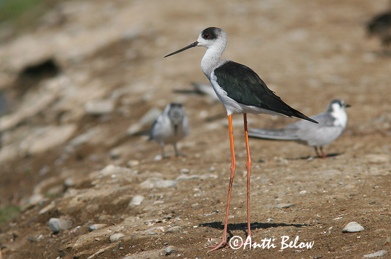 Avainsanat: Cames llargues Stylteløber Steltkluut Black-winged Stilt Pitkäjalka Echasse blanche Stelzenläufer Gólyatöcs Háleggur Cavaliere d'Italia Stylteløper Perna-longa Himantopus himantopus Cigüeñuela Común Styltlöpare