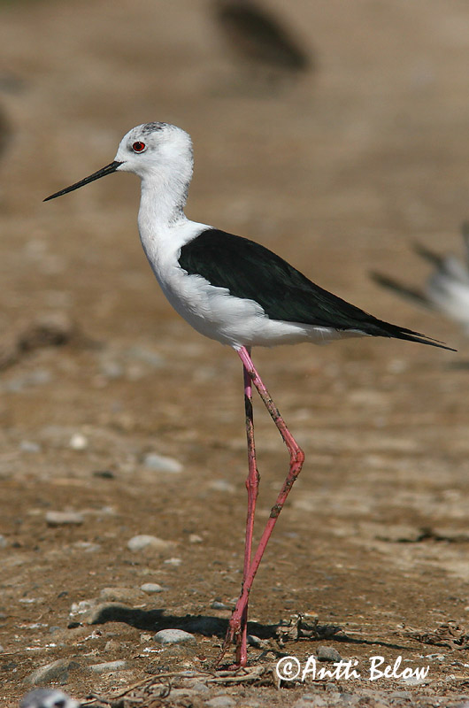 Avainsanat: Cames llargues Stylteløber Steltkluut Black-winged Stilt Pitkäjalka Echasse blanche Stelzenläufer Gólyatöcs Háleggur Cavaliere d'Italia Stylteløper Perna-longa Himantopus himantopus Cigüeñuela Común Styltlöpare