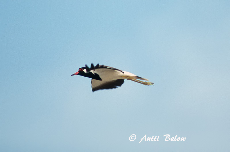 Avainsanat: Intianhyyppä Indische kievit Red-wattled Lapwing Vanneau indien Pavoncella indiana Brillevipe Vanellus indicus Rödflikvipa