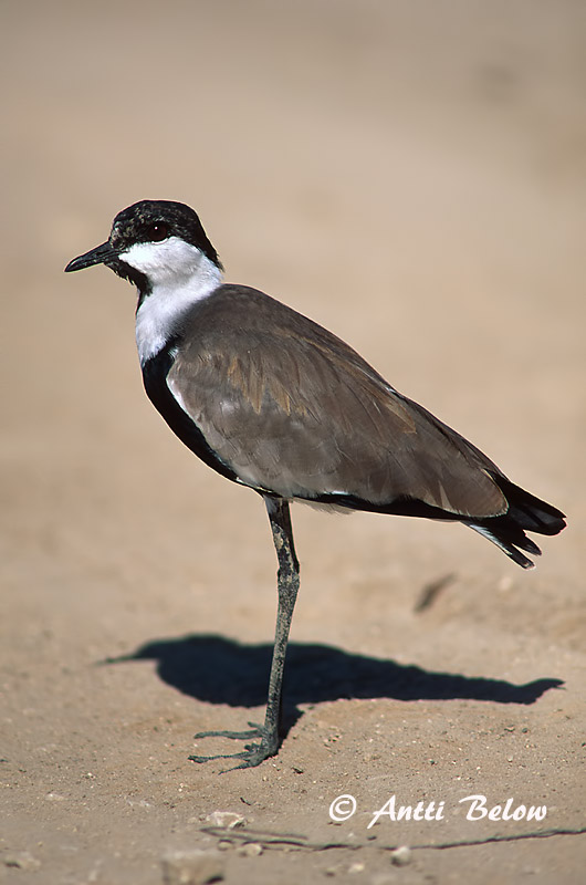 Avainsanat: Kynsihyyppä Sporenkievit Spur-winged Lapwing Vanneau à éperons Pavoncella armata Sporevipe Vanellus spinosus Sporrvipa Hoplopterus spinosus