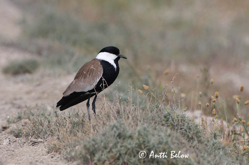 Turkey, 5/08
Avainsanat: Kynsihyyppä Sporenkievit Spur-winged Lapwing Vanneau à éperons Pavoncella armata Sporevipe Vanellus spinosus Sporrvipa Hoplopterus spinosus