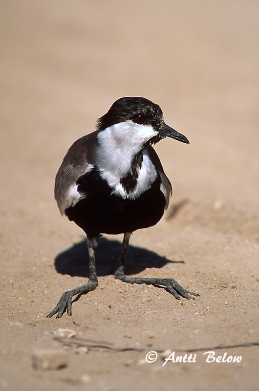 Avainsanat: Kynsihyyppä Sporenkievit Spur-winged Lapwing Vanneau à éperons Pavoncella armata Sporevipe Vanellus spinosus Sporrvipa Hoplopterus spinosus