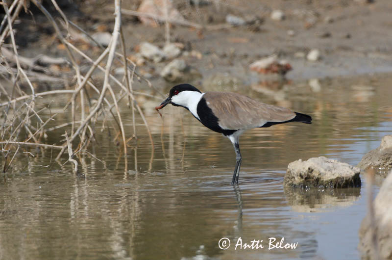 Turkey, 5/08
Avainsanat: Kynsihyyppä Sporenkievit Spur-winged Lapwing Vanneau à éperons Pavoncella armata Sporevipe Vanellus spinosus Sporrvipa Hoplopterus spinosus
