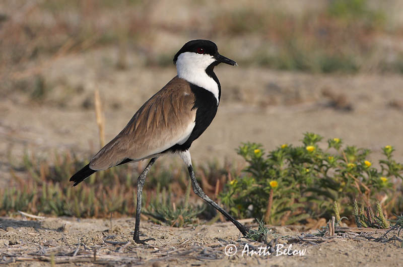 Turkey, 5/08
Avainsanat: Kynsihyyppä Sporenkievit Spur-winged Lapwing Vanneau à éperons Pavoncella armata Sporevipe Vanellus spinosus Sporrvipa Hoplopterus spinosus