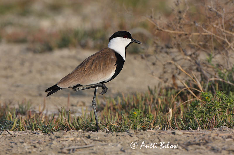 Turkey, 5/08
Avainsanat: Kynsihyyppä Sporenkievit Spur-winged Lapwing Vanneau à éperons Pavoncella armata Sporevipe Vanellus spinosus Sporrvipa Hoplopterus spinosus