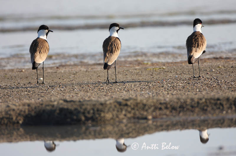 Avainsanat: Kynsihyyppä Sporenkievit Spur-winged Lapwing Vanneau à éperons Pavoncella armata Sporevipe Vanellus spinosus Sporrvipa Hoplopterus spinosus