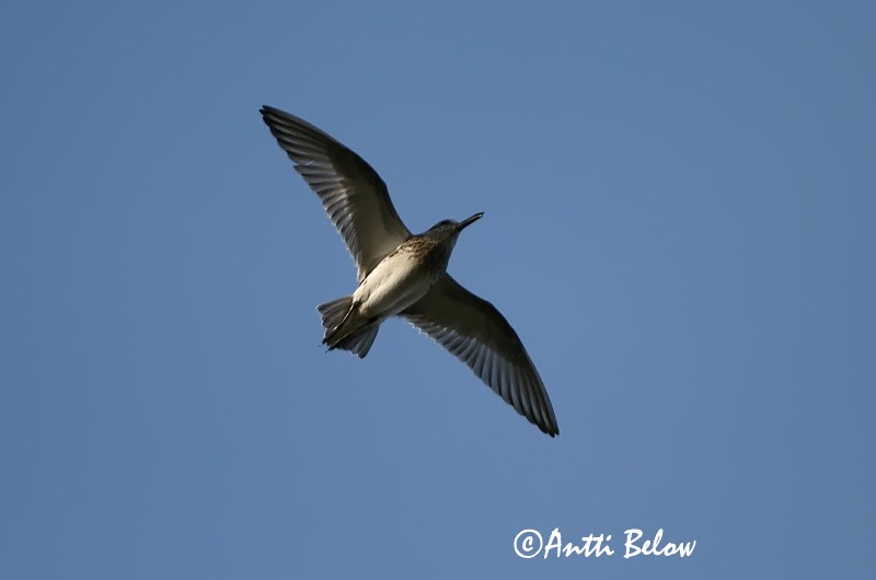 Avainsanat: Territ becadell Kærløber Breedbekstrandloper Broad-billed Sandpiper Plütt Jänkäsirriäinen Bécasseau falcinelle Sumpfläufer Sárjáró Efjutíta Fjellmyrløper Pilrito-falcinelo Limicola falcinellus Correlimos Falcinelo Myrsnäppa