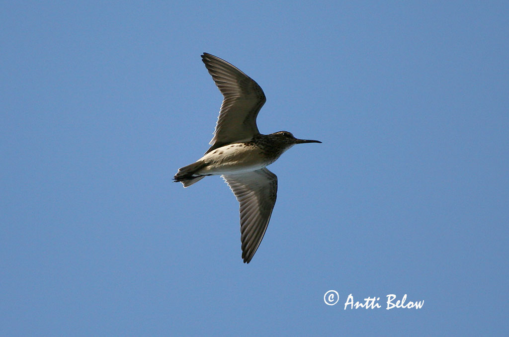Avainsanat: Territ becadell Kærløber Breedbekstrandloper Broad-billed Sandpiper Plütt Jänkäsirriäinen Bécasseau falcinelle Sumpfläufer Sárjáró Efjutíta Fjellmyrløper Pilrito-falcinelo Limicola falcinellus Correlimos Falcinelo Myrsnäppa