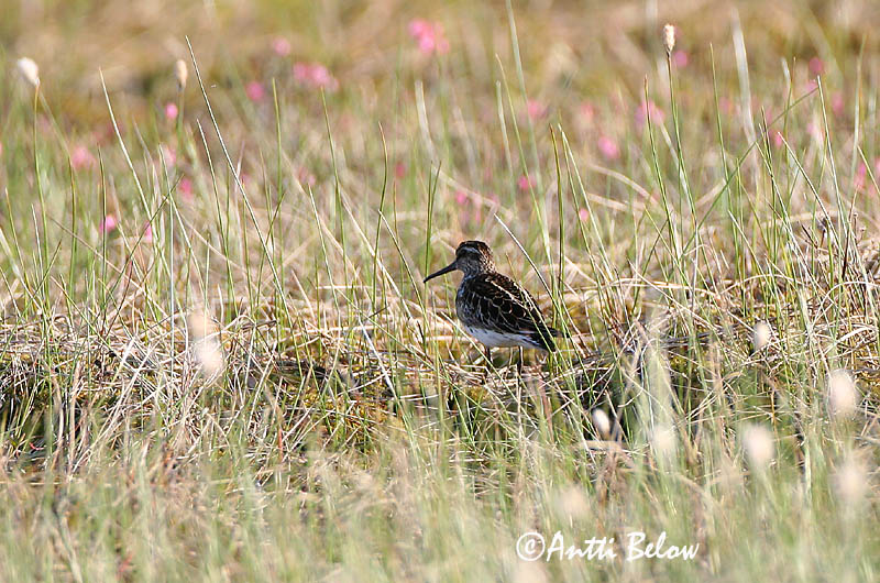 Avainsanat: Territ becadell Kærløber Breedbekstrandloper Broad-billed Sandpiper Plütt Jänkäsirriäinen Bécasseau falcinelle Sumpfläufer Sárjáró Efjutíta Fjellmyrløper Pilrito-falcinelo Limicola falcinellus Correlimos Falcinelo Myrsnäppa