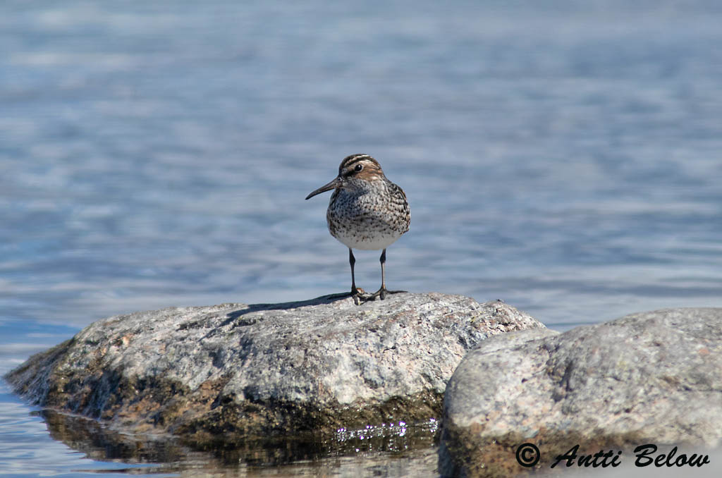 Avainsanat: Territ becadell Kærløber Breedbekstrandloper Broad-billed Sandpiper Plütt Jänkäsirriäinen Bécasseau falcinelle Sumpfläufer Sárjáró Efjutíta Fjellmyrløper Pilrito-falcinelo Limicola falcinellus Correlimos Falcinelo Myrsnäppa