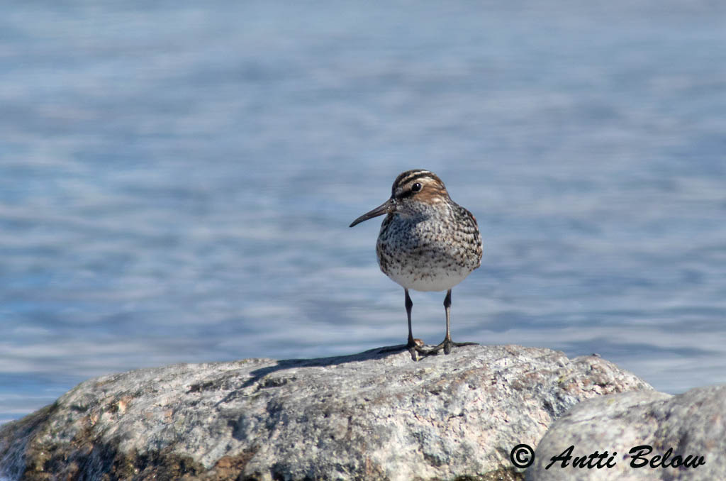 Avainsanat: Territ becadell Kærløber Breedbekstrandloper Broad-billed Sandpiper Plütt Jänkäsirriäinen Bécasseau falcinelle Sumpfläufer Sárjáró Efjutíta Fjellmyrløper Pilrito-falcinelo Limicola falcinellus Correlimos Falcinelo Myrsnäppa