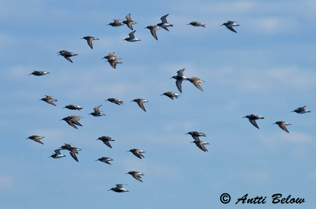 Avainsanat: Territ becadell Kærløber Breedbekstrandloper Broad-billed Sandpiper Plütt Jänkäsirriäinen Bécasseau falcinelle Sumpfläufer Sárjáró Efjutíta Fjellmyrløper Pilrito-falcinelo Limicola falcinellus Correlimos Falcinelo Myrsnäppa