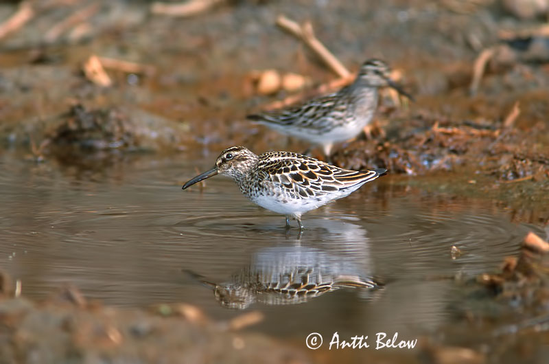 scanned
Avainsanat: Territ becadell Kærløber Breedbekstrandloper Broad-billed Sandpiper Plütt Jänkäsirriäinen Bécasseau falcinelle Sumpfläufer Sárjáró Efjutíta Fjellmyrløper Pilrito-falcinelo Limicola falcinellus Correlimos Falcinelo Myrsnäppa