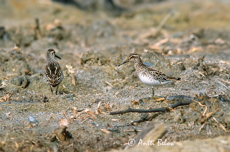 scanned
Avainsanat: Territ becadell Kærløber Breedbekstrandloper Broad-billed Sandpiper Plütt Jänkäsirriäinen Bécasseau falcinelle Sumpfläufer Sárjáró Efjutíta Fjellmyrløper Pilrito-falcinelo Limicola falcinellus Correlimos Falcinelo Myrsnäppa