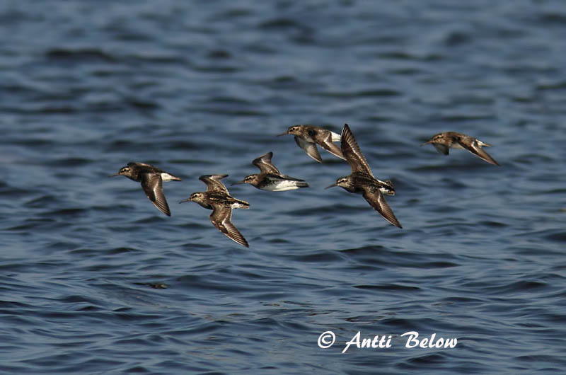 Avainsanat: Territ becadell Kærløber Breedbekstrandloper Broad-billed Sandpiper Plütt Jänkäsirriäinen Bécasseau falcinelle Sumpfläufer Sárjáró Efjutíta Fjellmyrløper Pilrito-falcinelo Limicola falcinellus Correlimos Falcinelo Myrsnäppa