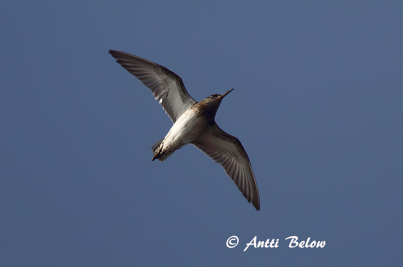 Avainsanat: Territ becadell Kærløber Breedbekstrandloper Broad-billed Sandpiper Plütt Jänkäsirriäinen Bécasseau falcinelle Sumpfläufer Sárjáró Efjutíta Fjellmyrløper Pilrito-falcinelo Limicola falcinellus Correlimos Falcinelo Myrsnäppa