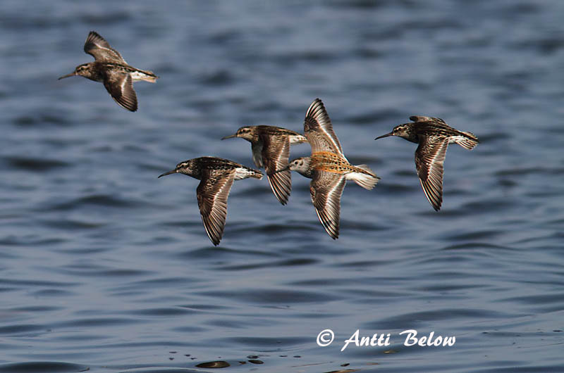 Avainsanat: Territ becadell Kærløber Breedbekstrandloper Broad-billed Sandpiper Plütt Jänkäsirriäinen Bécasseau falcinelle Sumpfläufer Sárjáró Efjutíta Fjellmyrløper Pilrito-falcinelo Limicola falcinellus Correlimos Falcinelo Myrsnäppa