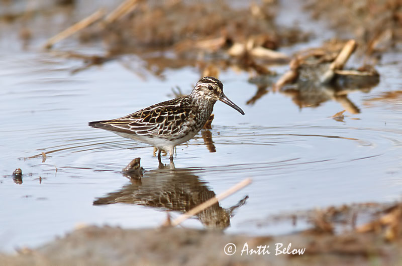 scanned
Avainsanat: Territ becadell Kærløber Breedbekstrandloper Broad-billed Sandpiper Plütt Jänkäsirriäinen Bécasseau falcinelle Sumpfläufer Sárjáró Efjutíta Fjellmyrløper Pilrito-falcinelo Limicola falcinellus Correlimos Falcinelo Myrsnäppa