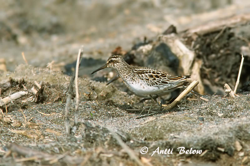 Avainsanat: Territ becadell Kærløber Breedbekstrandloper Broad-billed Sandpiper Plütt Jänkäsirriäinen Bécasseau falcinelle Sumpfläufer Sárjáró Efjutíta Fjellmyrløper Pilrito-falcinelo Limicola falcinellus Correlimos Falcinelo Myrsnäppa