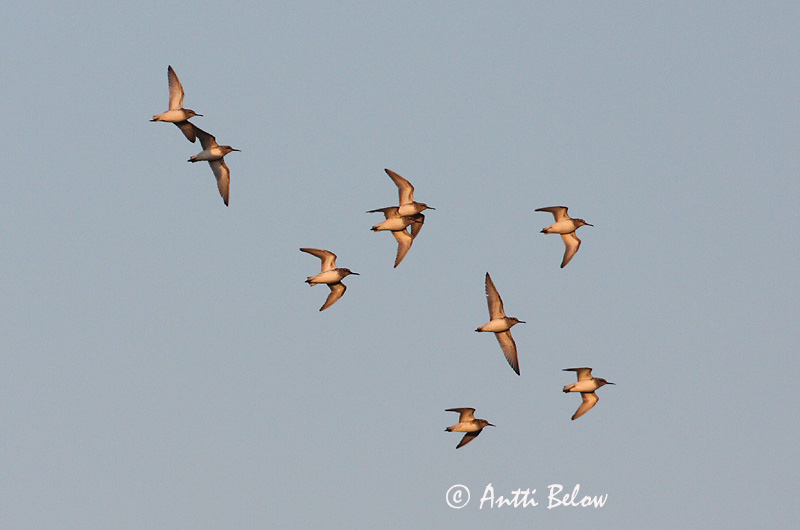 Avainsanat: Territ becadell Kærløber Breedbekstrandloper Broad-billed Sandpiper Plütt Jänkäsirriäinen Bécasseau falcinelle Sumpfläufer Sárjáró Efjutíta Fjellmyrløper Pilrito-falcinelo Limicola falcinellus Correlimos Falcinelo Myrsnäppa
