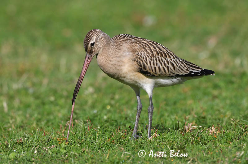 Avainsanat: Tètol cuabarrat Lille kobbersneppe Rosse grutto Bar-tailed Godwit Vöötsaba-vigle Punakuiri Barge rousse Pfuhlschnepfe Kis goda Lappajaðrakan Lappspove Fuselo Limosa lapponica Aguja Colipinta Myrspov