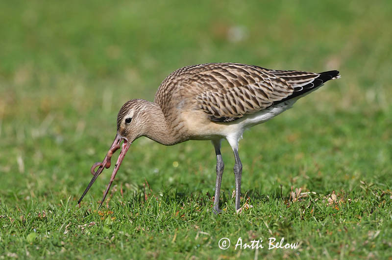 Avainsanat: Tètol cuabarrat Lille kobbersneppe Rosse grutto Bar-tailed Godwit Vöötsaba-vigle Punakuiri Barge rousse Pfuhlschnepfe Kis goda Lappajaðrakan Lappspove Fuselo Limosa lapponica Aguja Colipinta Myrspov