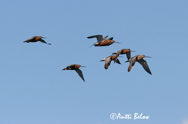 Avainsanat: Tètol cuabarrat Lille kobbersneppe Rosse grutto Bar-tailed Godwit Vöötsaba-vigle Punakuiri Barge rousse Pfuhlschnepfe Kis goda Lappajaðrakan Lappspove Fuselo Limosa lapponica Aguja Colipinta Myrspov