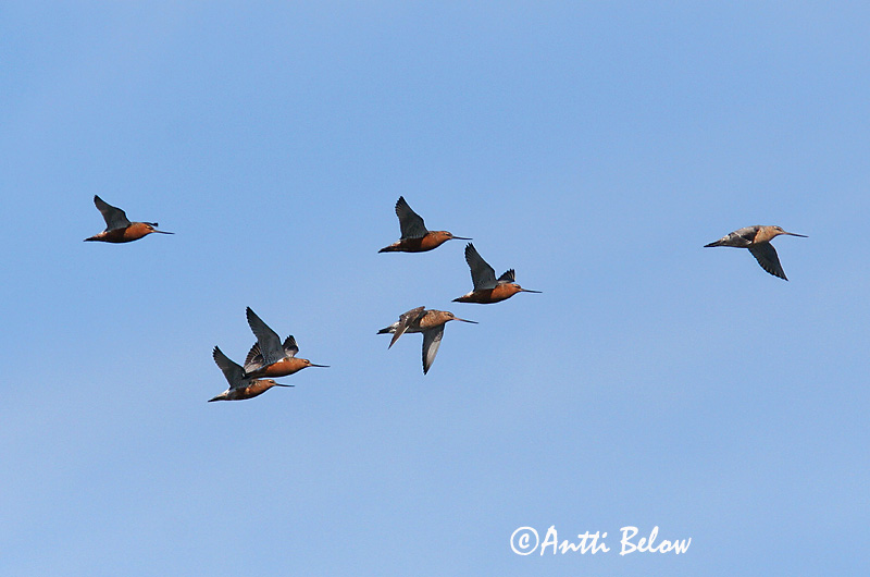 Avainsanat: Tètol cuabarrat Lille kobbersneppe Rosse grutto Bar-tailed Godwit Vöötsaba-vigle Punakuiri Barge rousse Pfuhlschnepfe Kis goda Lappajaðrakan Lappspove Fuselo Limosa lapponica Aguja Colipinta Myrspov