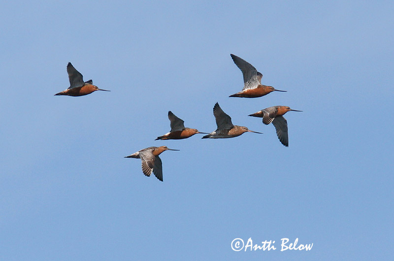 Avainsanat: Tètol cuabarrat Lille kobbersneppe Rosse grutto Bar-tailed Godwit Vöötsaba-vigle Punakuiri Barge rousse Pfuhlschnepfe Kis goda Lappajaðrakan Lappspove Fuselo Limosa lapponica Aguja Colipinta Myrspov