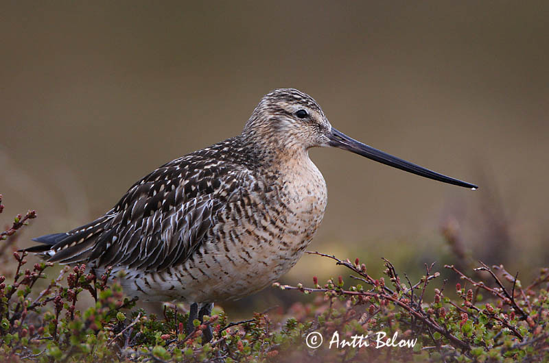 Avainsanat: Tètol cuabarrat Lille kobbersneppe Rosse grutto Bar-tailed Godwit Vöötsaba-vigle Punakuiri Barge rousse Pfuhlschnepfe Kis goda Lappajaðrakan Lappspove Fuselo Limosa lapponica Aguja Colipinta Myrspov