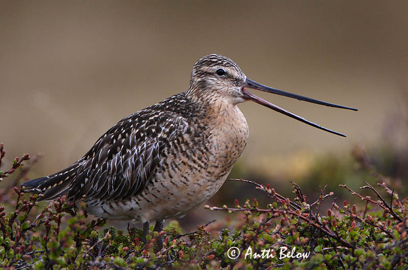 Avainsanat: Tètol cuabarrat Lille kobbersneppe Rosse grutto Bar-tailed Godwit Vöötsaba-vigle Punakuiri Barge rousse Pfuhlschnepfe Kis goda Lappajaðrakan Lappspove Fuselo Limosa lapponica Aguja Colipinta Myrspov