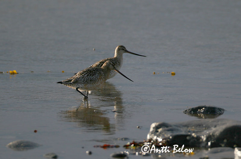 Avainsanat: Tètol cuabarrat Lille kobbersneppe Rosse grutto Bar-tailed Godwit Vöötsaba-vigle Punakuiri Barge rousse Pfuhlschnepfe Kis goda Lappajaðrakan Lappspove Fuselo Limosa lapponica Aguja Colipinta Myrspov