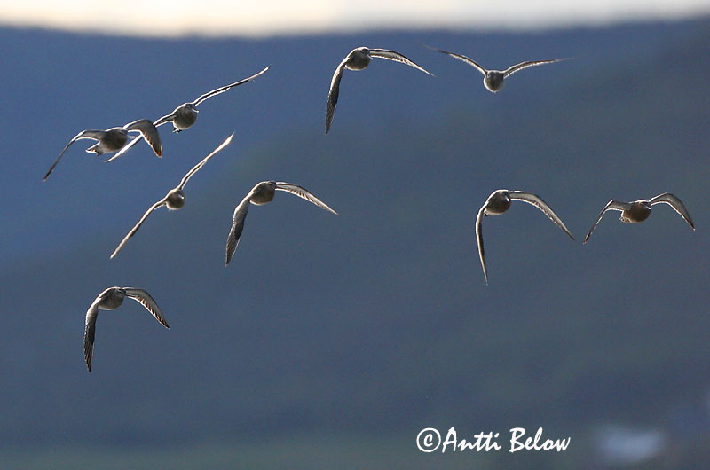 Avainsanat: Tètol cuabarrat Lille kobbersneppe Rosse grutto Bar-tailed Godwit Vöötsaba-vigle Punakuiri Barge rousse Pfuhlschnepfe Kis goda Lappajaðrakan Lappspove Fuselo Limosa lapponica Aguja Colipinta Myrspov