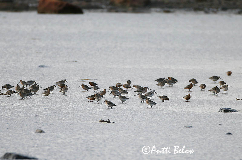 Avainsanat: Tètol cuabarrat Lille kobbersneppe Rosse grutto Bar-tailed Godwit Vöötsaba-vigle Punakuiri Barge rousse Pfuhlschnepfe Kis goda Lappajaðrakan Lappspove Fuselo Limosa lapponica Aguja Colipinta Myrspov
