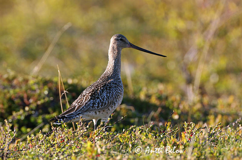 Avainsanat: Tètol cuabarrat Lille kobbersneppe Rosse grutto Bar-tailed Godwit Vöötsaba-vigle Punakuiri Barge rousse Pfuhlschnepfe Kis goda Lappajaðrakan Lappspove Fuselo Limosa lapponica Aguja Colipinta Myrspov