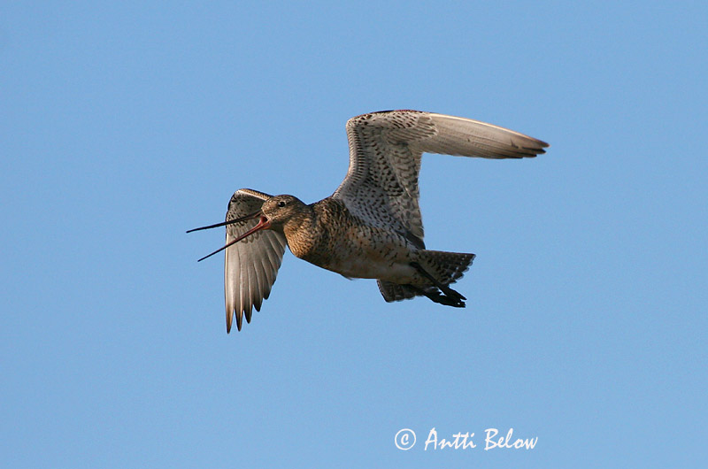 Avainsanat: Tètol cuabarrat Lille kobbersneppe Rosse grutto Bar-tailed Godwit Vöötsaba-vigle Punakuiri Barge rousse Pfuhlschnepfe Kis goda Lappajaðrakan Lappspove Fuselo Limosa lapponica Aguja Colipinta Myrspov