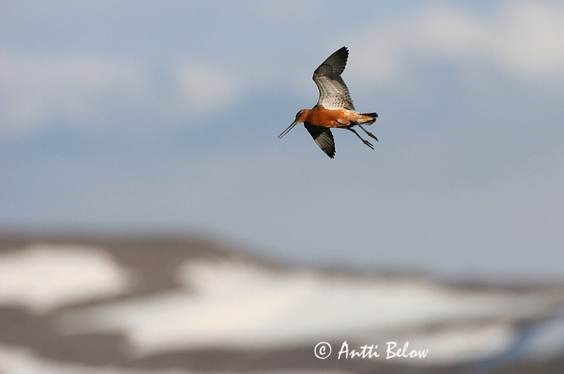Avainsanat: Tètol cuabarrat Lille kobbersneppe Rosse grutto Bar-tailed Godwit Vöötsaba-vigle Punakuiri Barge rousse Pfuhlschnepfe Kis goda Lappajaðrakan Lappspove Fuselo Limosa lapponica Aguja Colipinta Myrspov