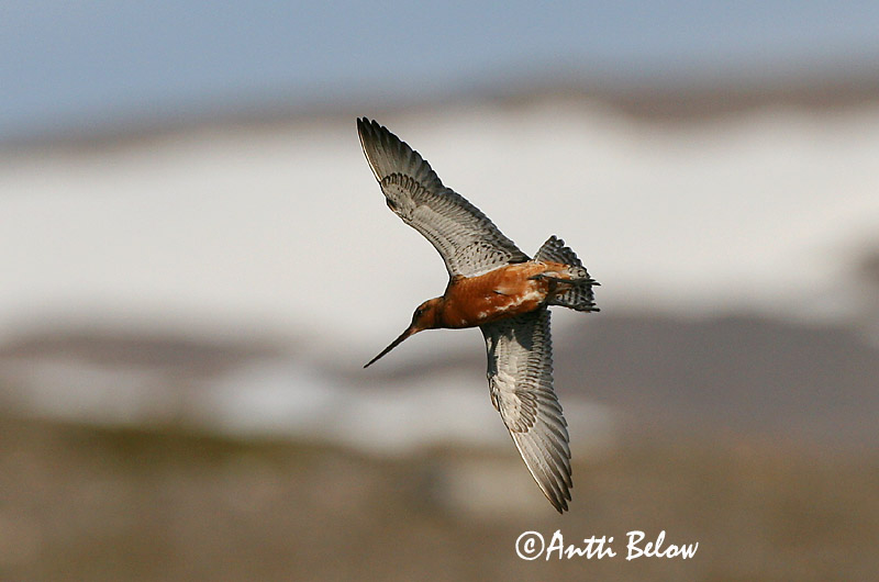 Avainsanat: Tètol cuabarrat Lille kobbersneppe Rosse grutto Bar-tailed Godwit Vöötsaba-vigle Punakuiri Barge rousse Pfuhlschnepfe Kis goda Lappajaðrakan Lappspove Fuselo Limosa lapponica Aguja Colipinta Myrspov