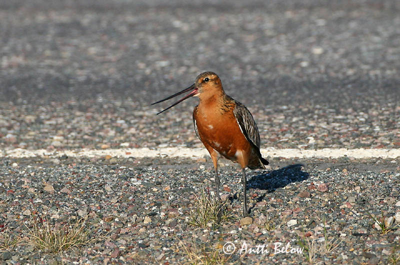 Avainsanat: Tètol cuabarrat Lille kobbersneppe Rosse grutto Bar-tailed Godwit Vöötsaba-vigle Punakuiri Barge rousse Pfuhlschnepfe Kis goda Lappajaðrakan Lappspove Fuselo Limosa lapponica Aguja Colipinta Myrspov