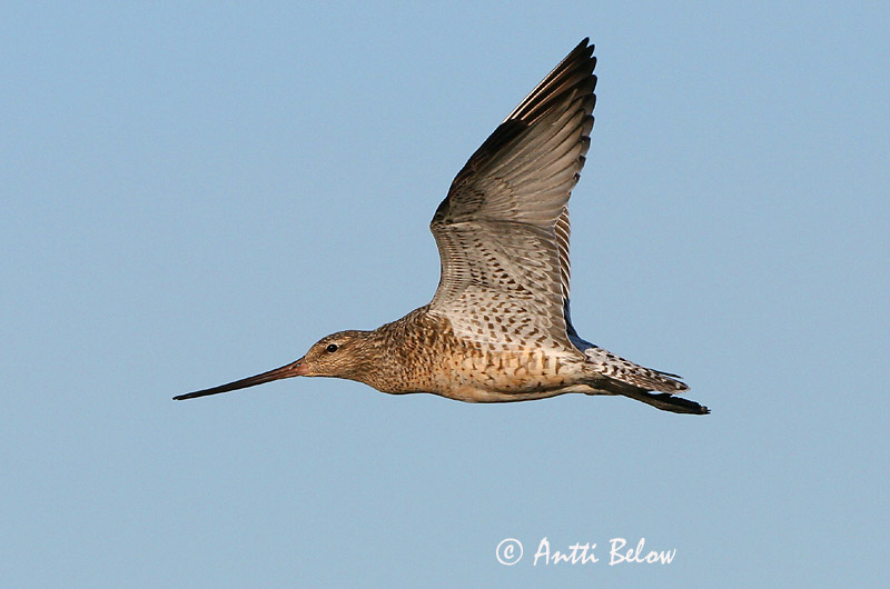 Avainsanat: Tètol cuabarrat Lille kobbersneppe Rosse grutto Bar-tailed Godwit Vöötsaba-vigle Punakuiri Barge rousse Pfuhlschnepfe Kis goda Lappajaðrakan Lappspove Fuselo Limosa lapponica Aguja Colipinta Myrspov