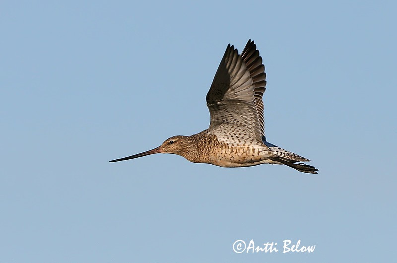 Avainsanat: Tètol cuabarrat Lille kobbersneppe Rosse grutto Bar-tailed Godwit Vöötsaba-vigle Punakuiri Barge rousse Pfuhlschnepfe Kis goda Lappajaðrakan Lappspove Fuselo Limosa lapponica Aguja Colipinta Myrspov