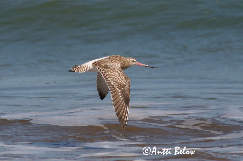 Avainsanat: Tètol cuabarrat Lille kobbersneppe Rosse grutto Bar-tailed Godwit Vöötsaba-vigle Punakuiri Barge rousse Pfuhlschnepfe Kis goda Lappajaðrakan Lappspove Fuselo Limosa lapponica Aguja Colipinta Myrspov